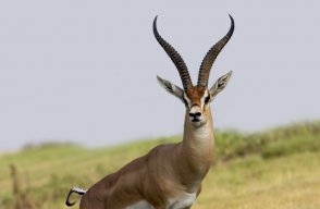 TheGazelle