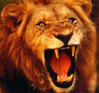 summerlion