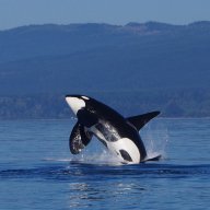 Lupe Whalewatch