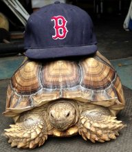 cleanturtle
