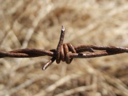 barbed wire Bob